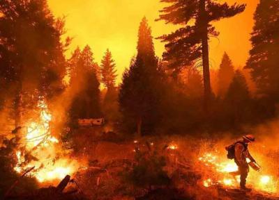 جنگل های کالیفرنیا در میان شعله های سوزان آتش